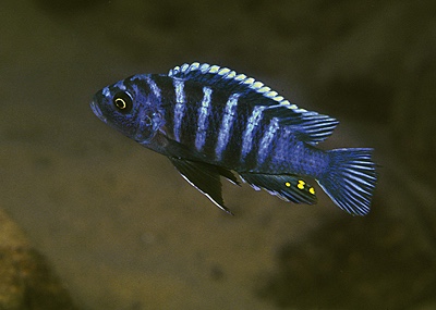 Cynotilapia zebroides 'Chinuni'